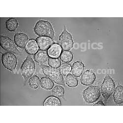 C57BL/6 Mouse Bone Marrow Macrophages (Frozen Cells)